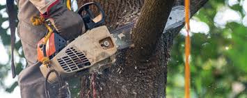 Best Fruit Tree Pruning  in Bakersfield, CA