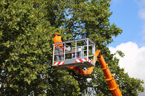 Best Weed Control  in Bakersfield, CA