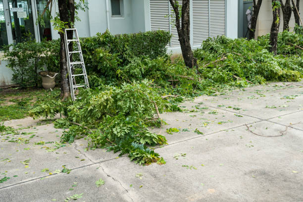 Bakersfield, CA  Tree Services Company