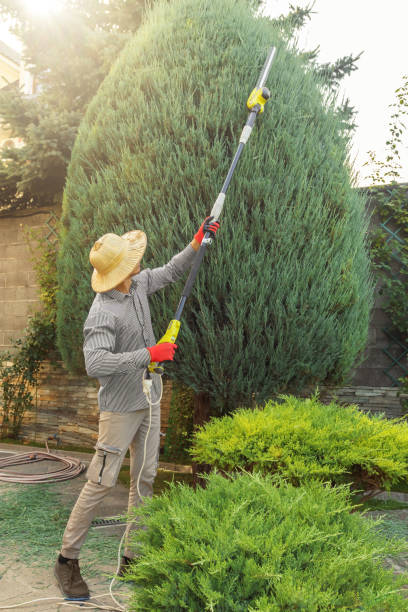 Best Seasonal Cleanup (Spring/Fall)  in Bakersfield, CA