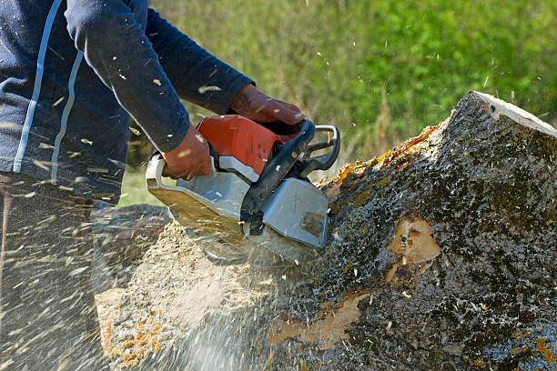 Best Tree Preservation Services  in Bakersfield, CA