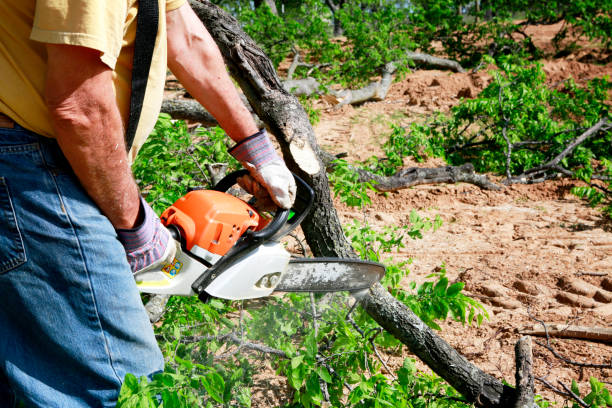 Lawn Grading and Leveling in Bakersfield, CA